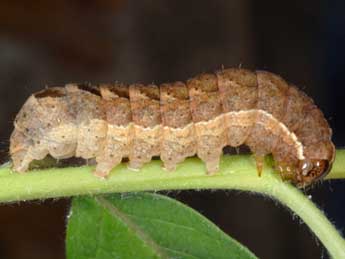  Chenille de Xestia stigmatica Hb. - ©Wolfgang Wagner, www.pyrgus.de