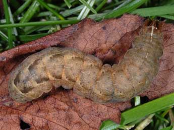  Chenille de Xestia stigmatica Hb. - Wolfgang Wagner, www.pyrgus.de