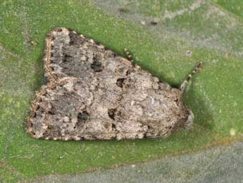 Anarta stigmosa Christoph adulte - ©Philippe Mothiron