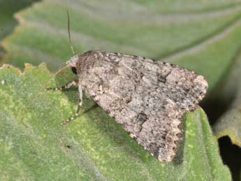 Anarta stigmosa Christoph adulte - ©Philippe Mothiron