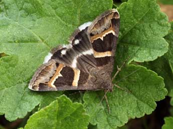 Grammodes stolida F. adulte - ©Daniel Morel