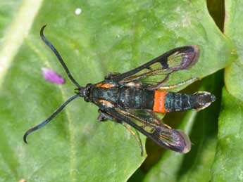 Synanthedon stomoxiformis Hb. adulte - ©Philippe Mothiron