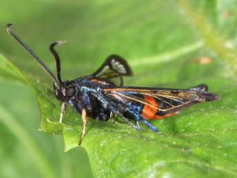 Synanthedon stomoxiformis Hb. adulte - Philippe Mothiron