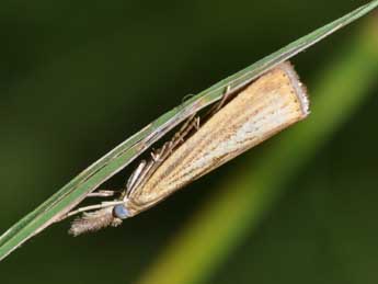 Agriphila straminella D. & S. adulte - ©Philippe Mothiron