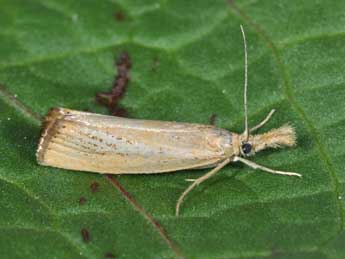 Agriphila straminella D. & S. adulte - ©Philippe Mothiron