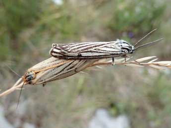 Spiris striata L. adulte - Tristan Lafranchis