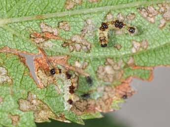  Chenille de Acronicta strigosa D. & S. - Philippe Mothiron