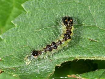  Chenille de Acronicta strigosa D. & S. - Philippe Mothiron