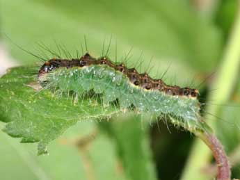  Chenille de Acronicta strigosa D. & S. - ©Philippe Mothiron