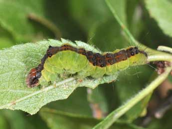  Chenille de Acronicta strigosa D. & S. - ©Philippe Mothiron