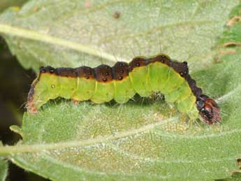  Chenille de Acronicta strigosa D. & S. - ©Philippe Mothiron