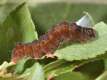  Chenille de Acronicta strigosa D. & S. - ©Philippe Mothiron