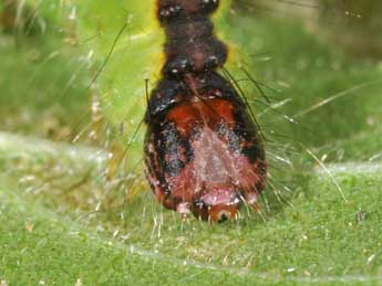  Chenille de Acronicta strigosa D. & S. - Philippe Mothiron