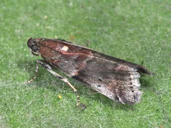 Acrobasis suavella Zck. adulte - ©Philippe Mothiron