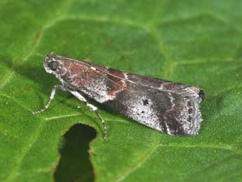 Acrobasis suavella Zck. adulte - Philippe Mothiron