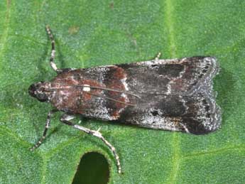 Acrobasis suavella Zck. adulte - ©Philippe Mothiron