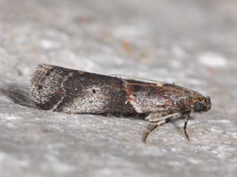 Acrobasis suavella Zck. adulte - Philippe Mothiron