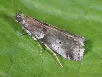 Acrobasis suavella Zck. adulte - ©Philippe Mothiron