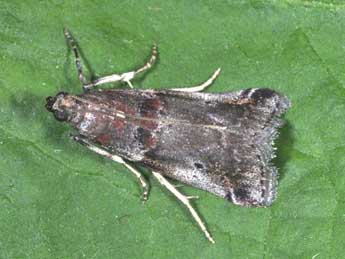 Acrobasis suavella Zck. adulte - Philippe Mothiron