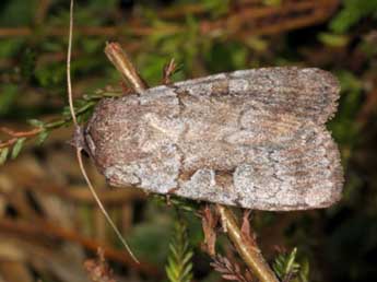 Coenophila subrosea Stph. adulte - ©Wolfgang Wagner, www.pyrgus.de