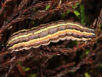  Chenille de Coenophila subrosea Stph. - Wolfgang Wagner, www.pyrgus.de