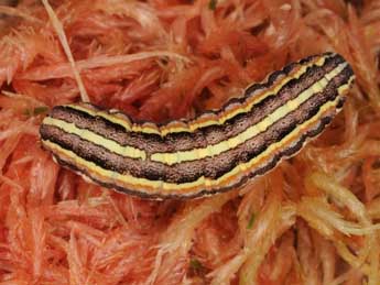  Chenille de Coenophila subrosea Stph. - Wolfgang Wagner, www.pyrgus.de