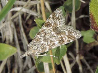 Eudonia sudetica Z. adulte - ©Jean-Pierre Lamoline