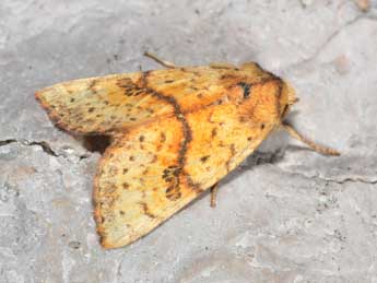 Tiliacea sulphurago D. & S. adulte - Philippe Mothiron