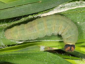  Chenille de Ochlodes sylvanus Esp. - Wolfgang Wagner, www.pyrgus.de