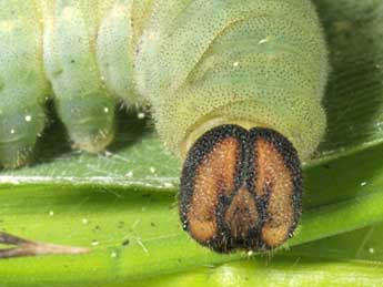  Chenille de Ochlodes sylvanus Esp. - ©Wolfgang Wagner, www.pyrgus.de