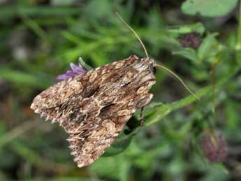 Apamea syriaca Osth. adulte - Philippe Mothiron