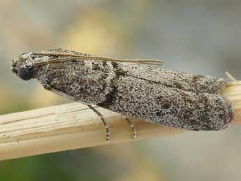 Episcythrastis tabidella Mann adulte - Friedmar Graf