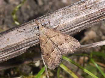 Schrankia taenialis Hb. adulte - Philippe Mothiron