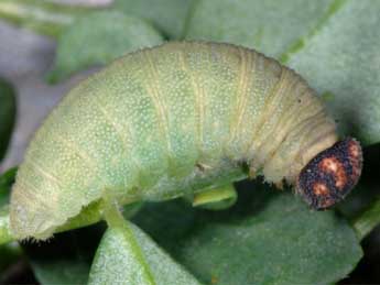  Chenille de Erynnis tages L. - Wolfgang Wagner, www.pyrgus.de