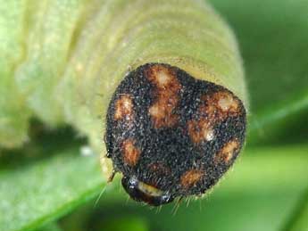  Chenille de Erynnis tages L. - Wolfgang Wagner, www.pyrgus.de