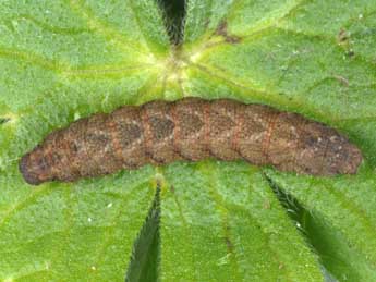  Chenille de Herminia tarsicrinalis Knoch - Wolfgang Wagner, www.pyrgus.de