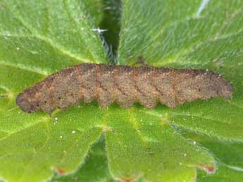  Chenille de Herminia tarsicrinalis Knoch - ©Wolfgang Wagner, www.pyrgus.de