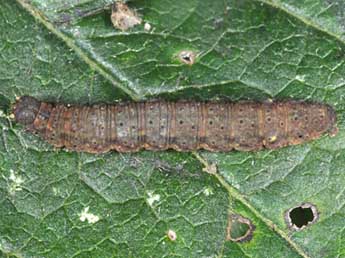  Chenille de Herminia tarsipennalis Tr. - ©Wolfgang Wagner, www.pyrgus.de