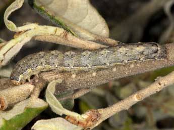  Chenille de Dryobotodes tenebrosa Esp. - Wolfgang Wagner, www.pyrgus.de