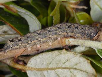  Chenille de Dryobotodes tenebrosa Esp. - ©Wolfgang Wagner, www.pyrgus.de