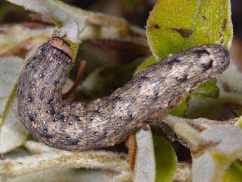  Chenille de Dryobotodes tenebrosa Esp. - Wolfgang Wagner, www.pyrgus.de