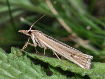 Ancylolomia tentaculella Hb. adulte - Philippe Mothiron