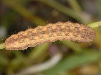  Chenille de Hadena tephroleuca Bsdv. - ©Wolfgang Wagner, www.pyrgus.de