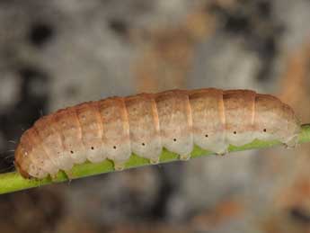  Chenille de Hadena tephroleuca Bsdv. - ©Wolfgang Wagner, www.pyrgus.de