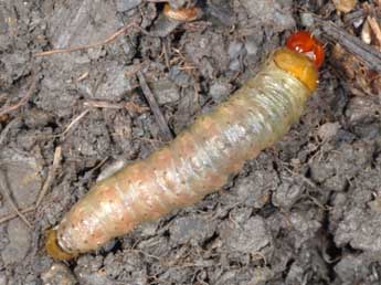  Chenille de Luperina testacea D. & S. - Wolfgang Wagner, www.pyrgus.de