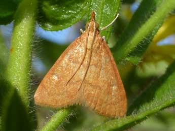 Anania testacealis Z. adulte - ©Tristan Lafranchis