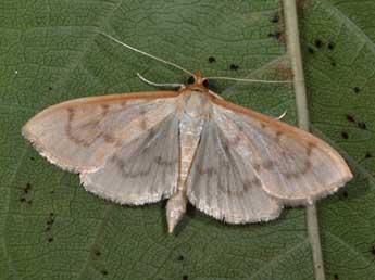 Hodebertia testalis F. adulte - Philippe Mothiron