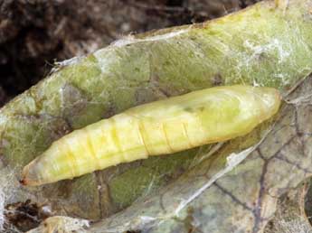  Chrysalide de Hodebertia testalis F. - Daniel Morel