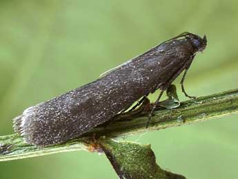 Episcythrastis tetricella D. & S. adulte - Friedmar Graf