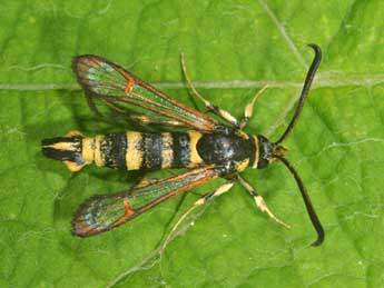 Synanthedon theryi Le Cerf adulte - ©Philippe Mothiron